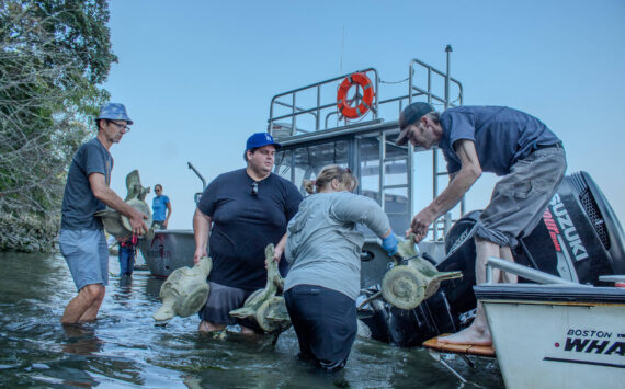 Alex Bruell photo
Volunteers work together to haul whale bones from the gray whale that washed ashore this spring.