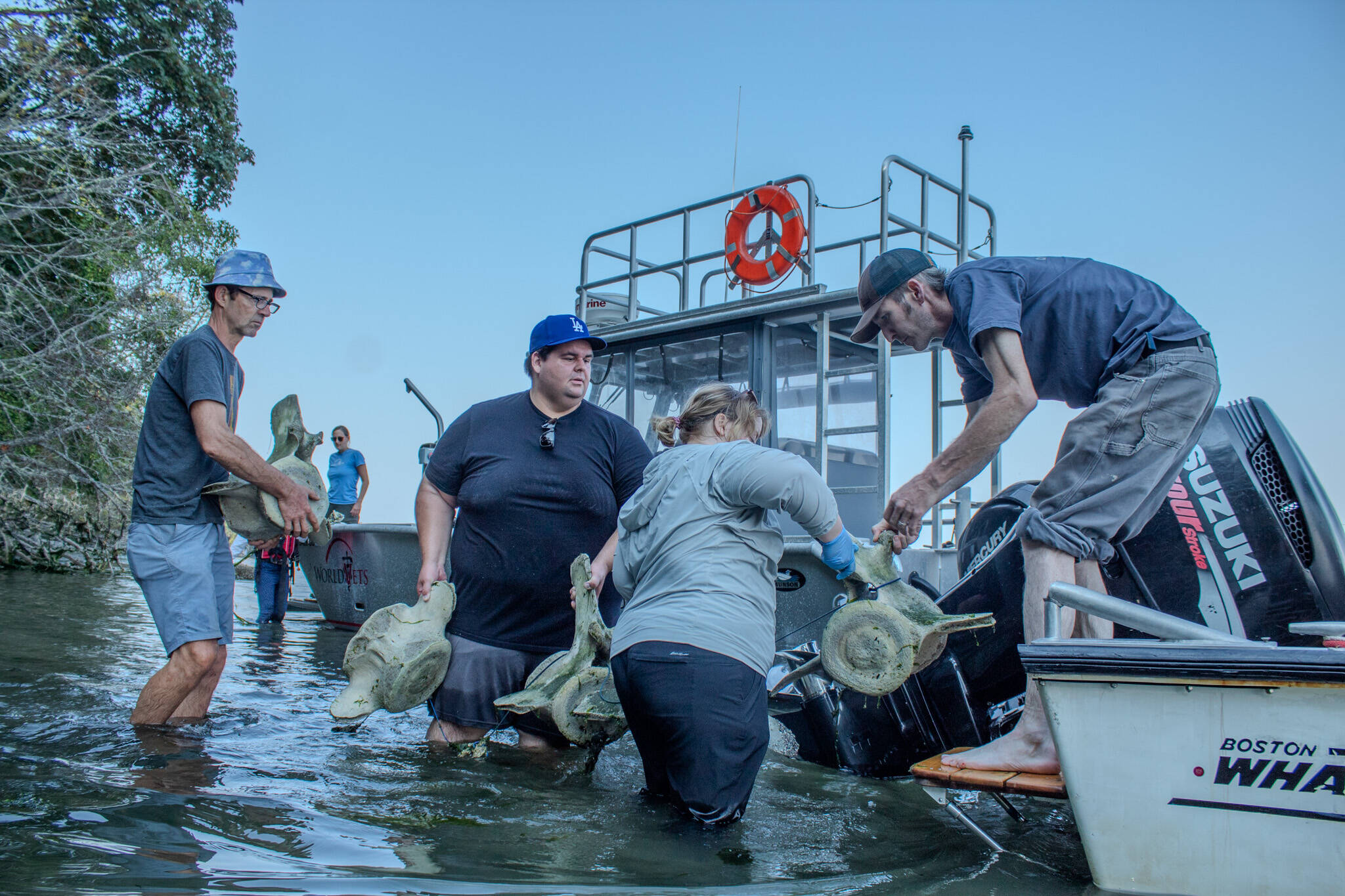 Volunteers work together to haul whale bones from the gray whale that washed ashore this spring. (Alex Bruell photo)