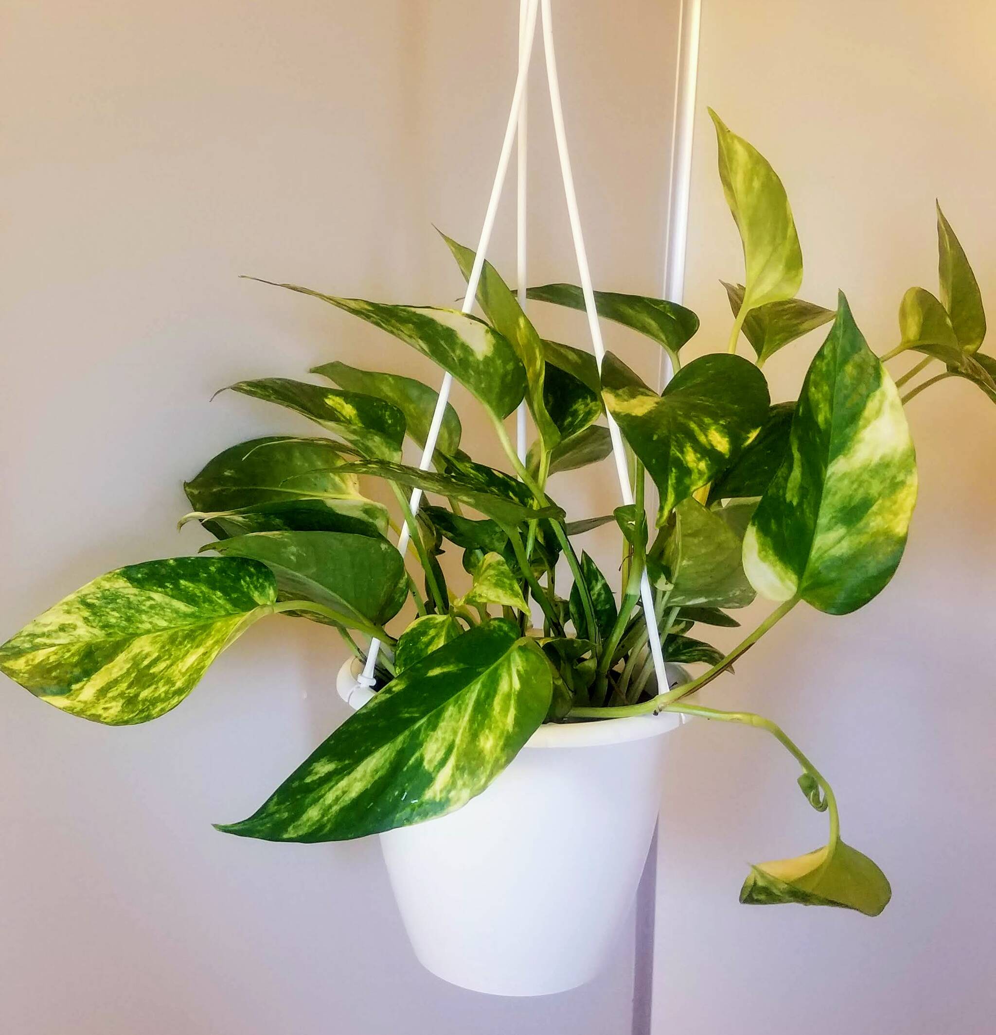 My first Marble Queen Pothos, named Frida. Photos by Bailey Jo Josie/Sound Publishing