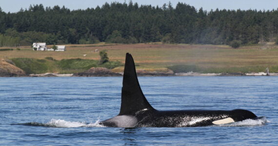 Phil Clapham photo
An adult male killer whale surfaces off San Juan Island.