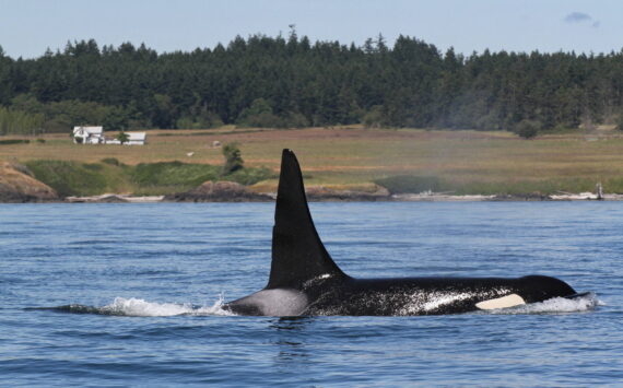 Phil Clapham photo
An adult male killer whale surfaces off San Juan Island.