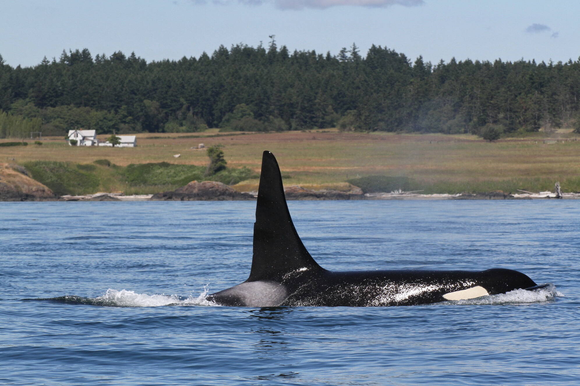 An adult male killer whale surfaces off San Juan Island. (Phil Clapham photo)