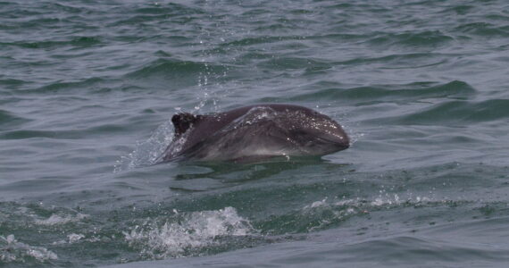 A harbor porpoise surfaces in Alaskan waters.  Photo: Marilyn Dahlheim/NOAA.