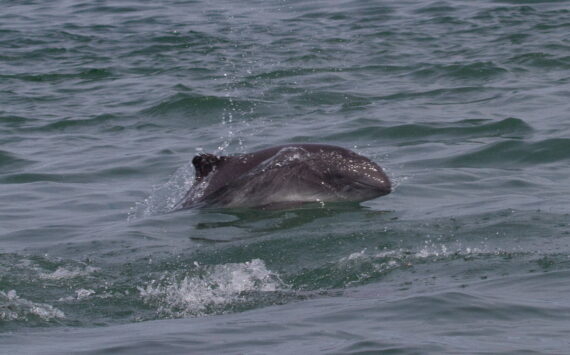 A harbor porpoise surfaces in Alaskan waters.  Photo: Marilyn Dahlheim/NOAA.