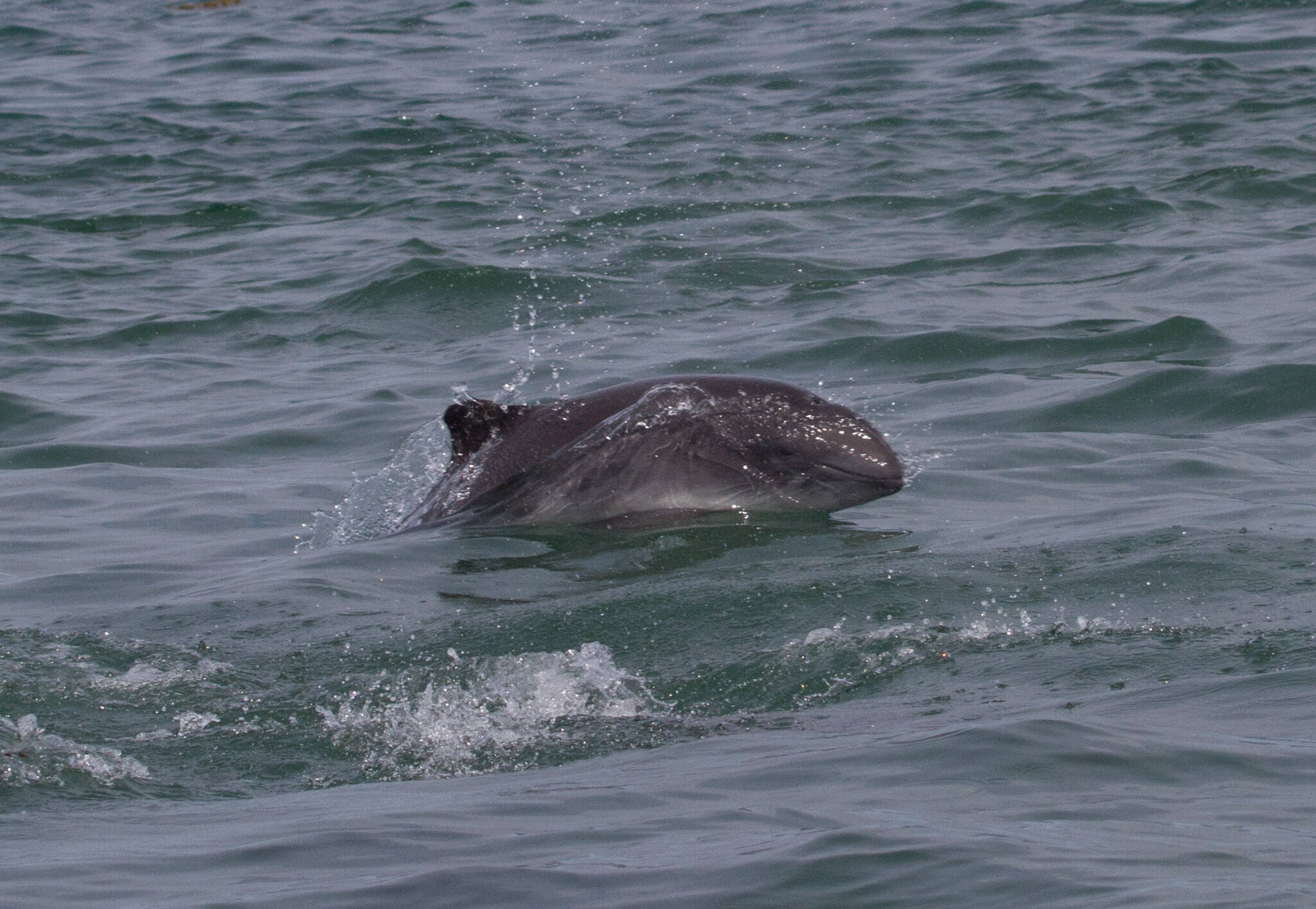 A harbor porpoise surfaces in Alaskan waters. (Marilyn Dahlheim/NOAA photo)