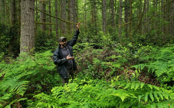 King County senior forester Paul Fischer, in a portion of the forest near the Mukai Pond parking lot earlier this year, describes the logging process at Island Center Forest. (Leslie Brown Photo).