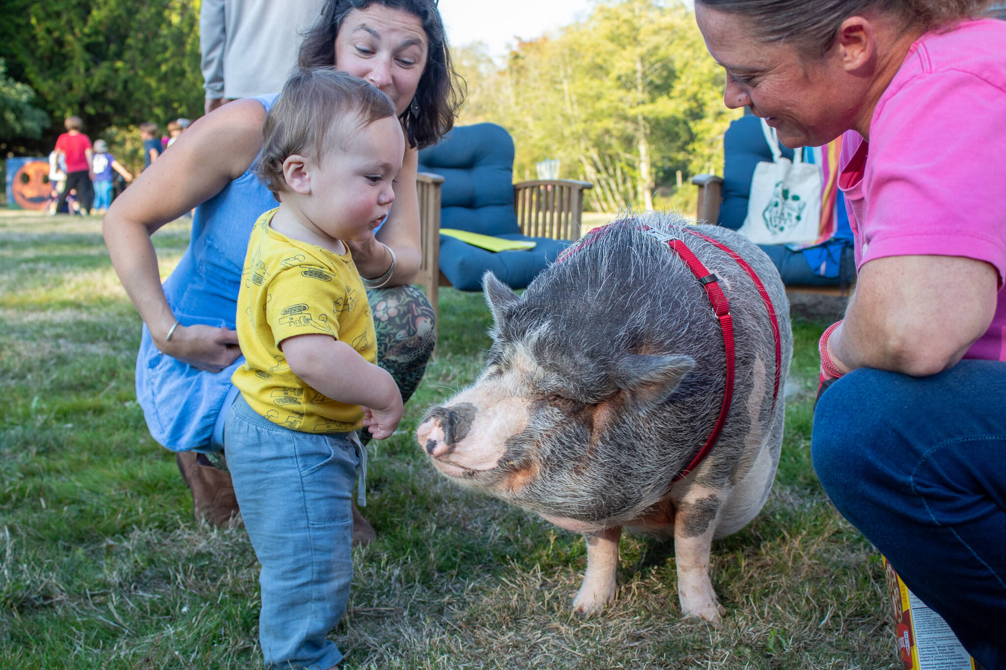 One-year-old Kash Freeman and his mother Selena Ligrano meet Elvis Pigsley, a pig brought to the Harvest Party by Emerald City Pet Rescue’s Amanda Bowser (right). (Alex Bruell photo)