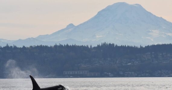 Jim Diers photo
15-year-old Si-Yi-Chn (J45) surfaces with Tahoma / Mount Rainier in the background..