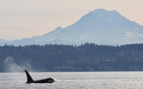 Jim Diers photo
15-year-old Si-Yi-Chn (J45) surfaces with Tahoma / Mount Rainier in the background..