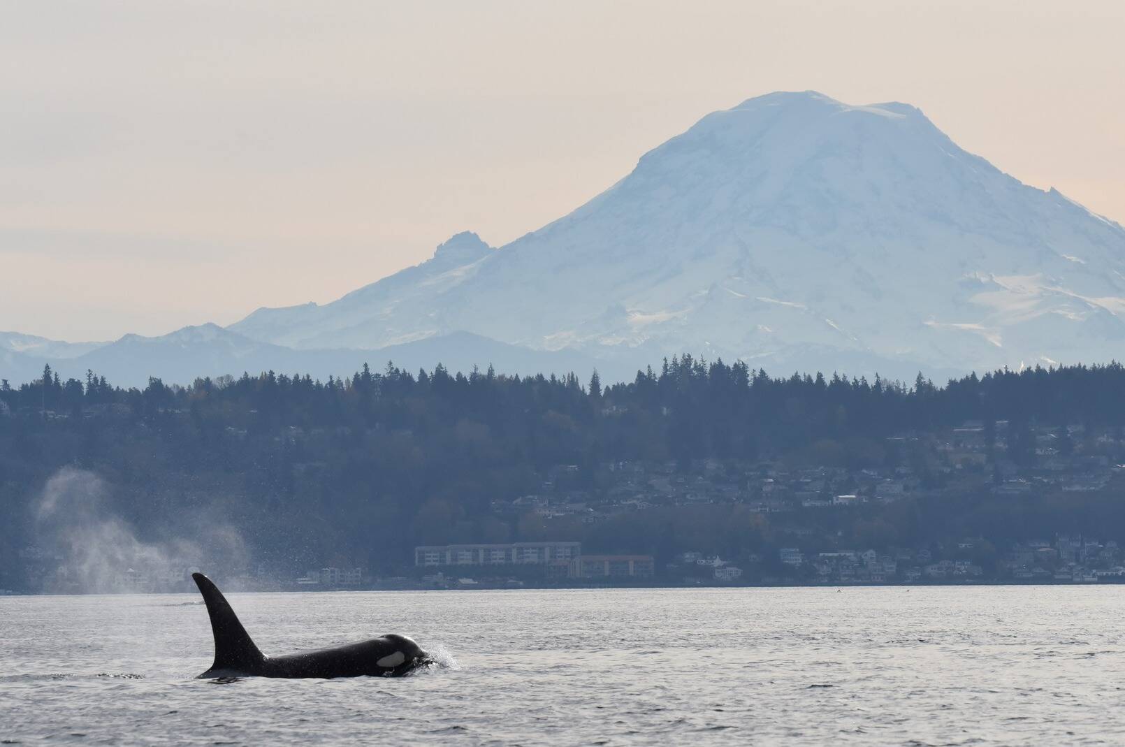 15-year-old Si-Yi-Chn (J45) surfaces with Tahoma / Mount Rainier in the background. (Jim Diers photo)