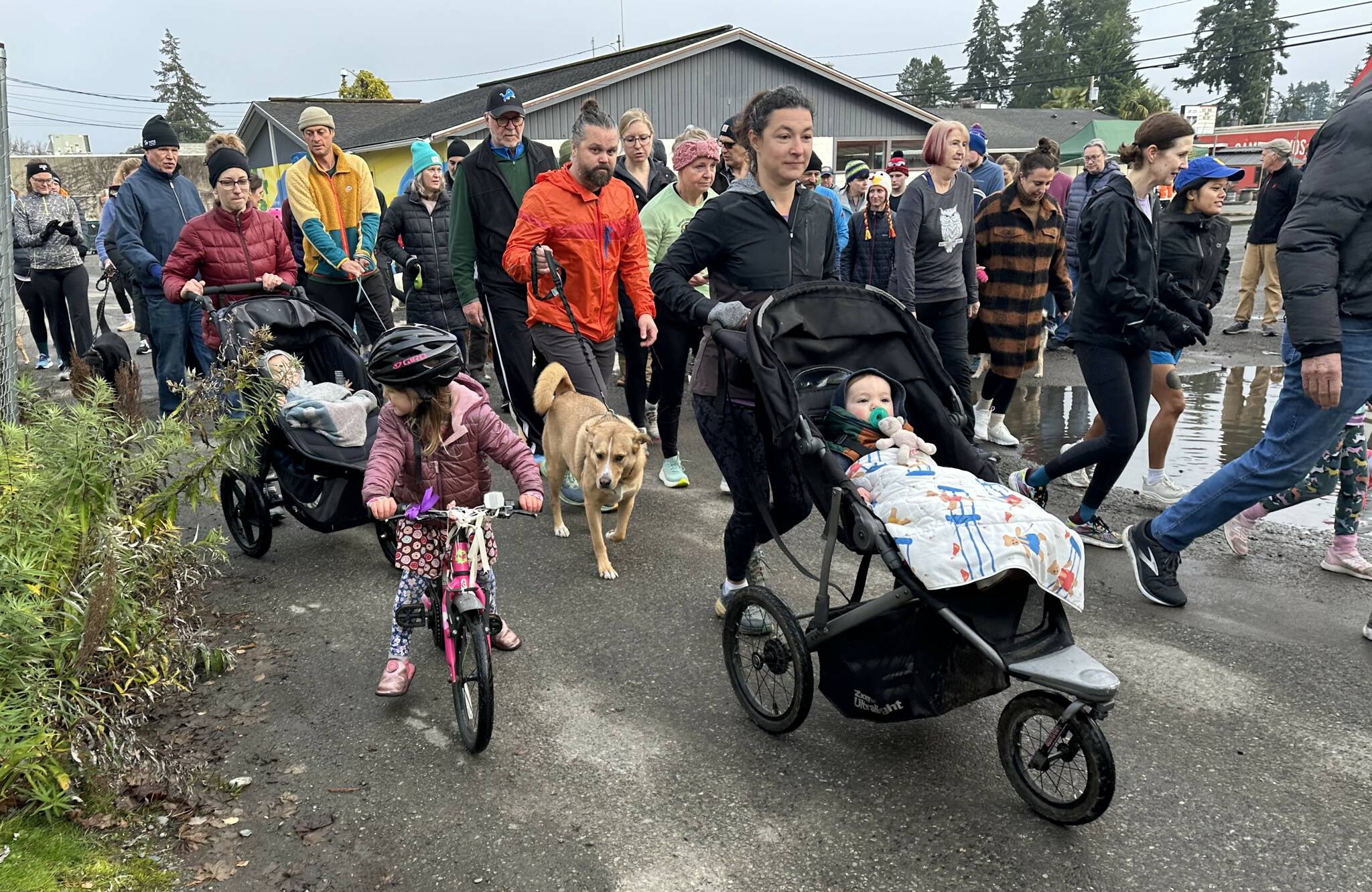 Bruce Cyra photo
Runners set off for the Vashon Running Club's 2024 Turkey Trot.