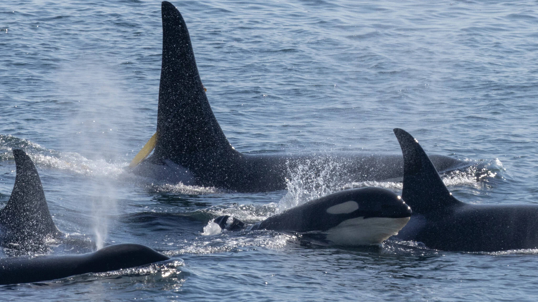 Southern Resident killer whales travel together in this photo from the Washington Department of Fish and Wildlife. (Dante Aubert photo)