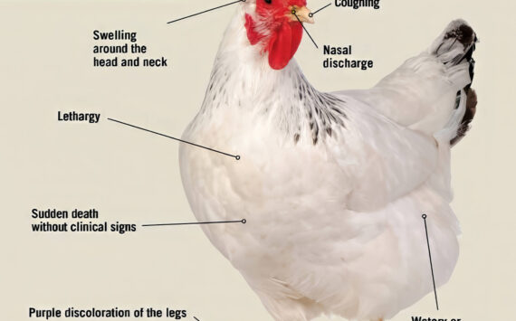 University of Georgia infographic
It’s important to share information about sick birds and other animals, to help the USDA and CDC track the spread of the particular bird flu strain of most concern. It’s called Highly Pathogenic Avian Influenza (HPAI). Bird, livestock, and pet owners who observe signs of avian flu in their animals should immediately contact their veterinarian and call the US Department of Agriculture (USDA) toll-free hotline (866-536-7593).