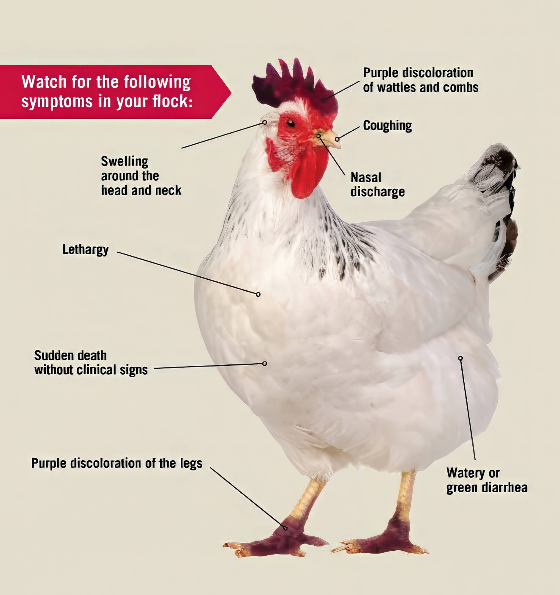 It’s important to share information about sick birds and other animals, to help the USDA and CDC track the spread of the particular bird flu strain of most concern. It’s called Highly Pathogenic Avian Influenza (HPAI). Bird, livestock, and pet owners who observe signs of avian flu in their animals should immediately contact their veterinarian and call the US Department of Agriculture (USDA) toll-free hotline (866-536-7593). (University of Georgia infographic)