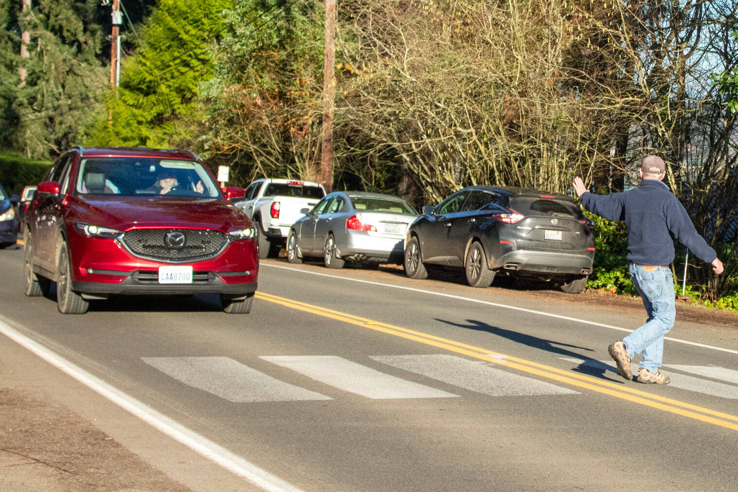 A driver stops for yacht club member and Vashon resident Charlie Backus as he crosses Vashon Highway toward the Quartermaster Yacht Club along the unauthorized crosswalk. Regardless of what happens to the crosswalk, “I think (motorists) ought to slow down anyway,” Backus said. (Alex Bruell photo)