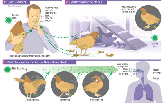 CDC infographic
After direct contact with your birds, wash your hands before touching your eyes, nose, or mouth. The bird flu virus can also spread from surfaces contaminated by the birds, and by breathing in dust or droplets in the coop or yard.